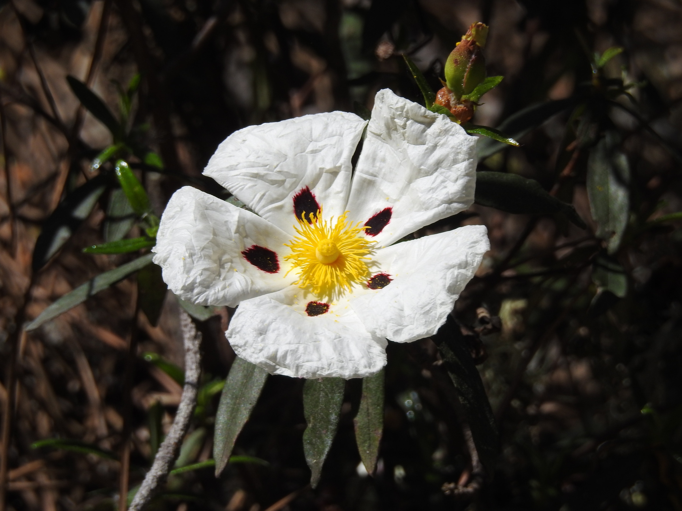 Ingredient: Cistus Leaf Extract